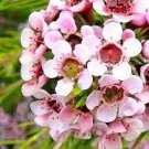 3 PCS Seeds Geraldton Wax (Chamaelaucium uncinatum) 3 PCS Seeds Geraldton Wax (Chamaelaucium uncinatum)