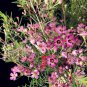 3 PCS Seeds Geraldton Wax (Chamaelaucium uncinatum)