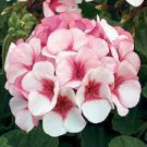 10 PCS Seeds Geranium 'Allure Pink Picotee' Flower 10 PCS Seeds Geranium 'Allure Pink Picotee' Flower