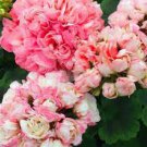 10 PCS Seeds Geranium 'Apple Blossom Rosebud' Seeds Professional Pack 10 PCS Seeds Geranium 'Apple Blossom Rosebud' Seeds Professional Pack