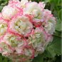 10 PCS Seeds Geranium 'Apple Blossom Rosebud' Seeds Professional Pack