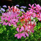 10 PCS Seeds Geranium 'Arctic Red' Red Violet Semidouble Petals White Stripes Big Blooms Flowers