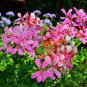 10 PCS Seeds Geranium 'Arctic Red' Red Violet Semidouble Petals White Stripes Big Blooms Flowers
