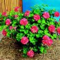 10 PCS Seeds Geranium 'Arctic Red' Red Violet Semidouble Petals White Stripes Big Blooms Flowers