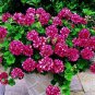 10 PCS Seeds Geranium 'Arctic Red' Red Violet Semidouble Petals White Stripes Big Blooms Flowers