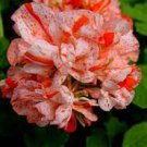 10 PCS Seeds Geranium 'Avenida' Pink Orange Flowers 10 PCS Seeds Geranium 'Avenida' Pink Orange Flowers