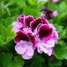 10 PCS Seeds Geranium 'Colorful Butterfly' Blackish Red White Flowers 10 PCS Seeds Geranium 'Colorful Butterfly' Blackish Red White Flowers