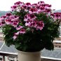 10 PCS Seeds Geranium 'Colorful Butterfly' Blackish Red White Flowers