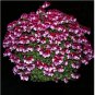 10 PCS Seeds Geranium 'Colorful Butterfly' Blackish Red White Flowers