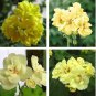 10 PCS Seeds Geranium 'Custard Cream' Yellow Flower