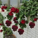 10 PCS Seeds Geranium 'Dragon Beads' Dark Red White Flower 10 PCS Seeds Geranium 'Dragon Beads' Dark Red White Flower