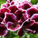 10 PCS Seeds Geranium 'Elegance Imperial' Flower