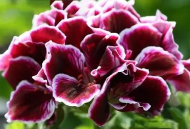 10 PCS Seeds Geranium 'Elegance Imperial' Flower