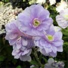 10 PCS Seeds Geranium 'Gernic' Summer Skies Bonsai Flowers
