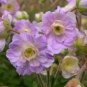 10 PCS Seeds Geranium 'Gernic' Summer Skies Bonsai Flowers