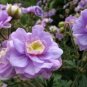 10 PCS Seeds Geranium 'Gernic' Summer Skies Bonsai Flowers