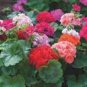 10 PCS Seeds Geranium 'Great Fortunes' Mixed