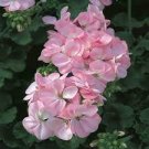 10 PCS Seeds Geranium Apple Blossom Light Pink Flower