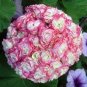 10 PCS Seeds Geranium Appleblossom Rosebud Zonal