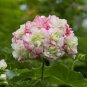 10 PCS Seeds Geranium Appleblossom Rosebud Zonal