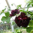 10 PCS Seeds Geranium Black Rose Pelargonium 10 PCS Seeds Geranium Black Rose Pelargonium
