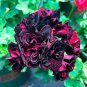 10 PCS Seeds Geranium Black Rose Pelargonium