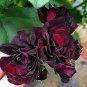 10 PCS Seeds Geranium Black Rose Pelargonium