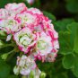 20 PCS Seeds Geranium Bonsai Apple Blossom Rosebud Pelargonium Hortorum Perennial Flower
