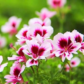 20 PCS Seeds Geranium Bonsai Flower Bonsai Perennial Flower Bonsai