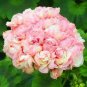 20 PCS Seeds Geranium Bonsai Flower Bonsai Perennial Flower Bonsai