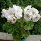 10 PCS Seeds Geranium Bonsai Purely White Single Petals Plant 10 PCS Seeds Geranium Bonsai Purely White Single Petals Plant