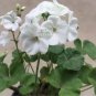 10 PCS Seeds Geranium Bonsai Purely White Single Petals Plant
