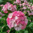 10 PCS Seeds Geranium Bonsai Purely White to Light Pink Single Petals Plant