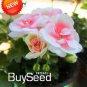 10 PCS Seeds Geranium Bonsai Purely White to Light Pink Single Petals Plant