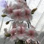 10 PCS Seeds Geranium Bonsai Purely White to Light Pink Single Petals Plant
