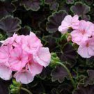 10 PCS Seeds Geranium Bonsai Redish Black Single Petals Flower 10 PCS Seeds Geranium Bonsai Redish Black Single Petals Flower