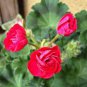 10 PCS Seeds Geranium Bonsai Rose Red & Light Pink Flowers with Sharp Corner Plant