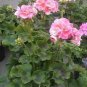 10 PCS Seeds Geranium Bonsai Rose Red & Light Pink Flowers with Sharp Corner Plant