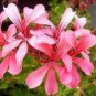 10 PCS Seeds Geranium Bonsai Rose Red & Light Pink Flowers with Sharp Corner Plant