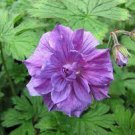 10 PCS Seeds Geranium Dark Purple 'violet butterfly' Perennial Bonsai Flowers