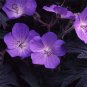 10 PCS Seeds Geranium Dark Purple 'violet butterfly' Perennial Bonsai Flowers