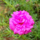 10 PCS Seeds Geranium Dark Red Dense Flowers Bonsai 10 PCS Seeds Geranium Dark Red Dense Flowers Bonsai