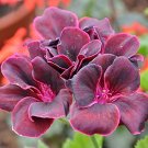 10 PCS Seeds Geranium Dark Red Light Purplish Semidouble Flowers 10 PCS Seeds Geranium Dark Red Light Purplish Semidouble Flowers