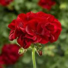 10 PCS Seeds Geranium Deep Scarlet Perennial Flower 10 PCS Seeds Geranium Deep Scarlet Perennial Flower