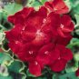 10 PCS Seeds Geranium Deep Scarlet Perennial Flower
