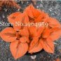 10 PCS Seeds Geranium 'Orange Parfait' Orange Perennial Flowers