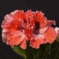 10 PCS Seeds Geranium 'Orange Parfait' Orange Perennial Flowers