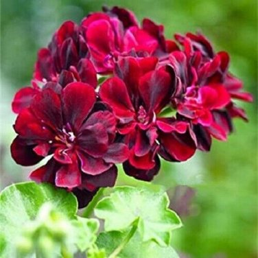10 PCS Seeds Geranium 'PAC Tommy' Dark Red Flower