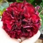 10 PCS Seeds Geranium 'PAC Tommy' Dark Red Flower