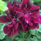 10 PCS Seeds Geranium 'Quantoki May' Angel Dark Red Double Petals White Edge Bonsai Flowers 10 PCS Seeds Geranium 'Quantoki May' Angel Dark Red Double Petals White Edge Bonsai Flowers